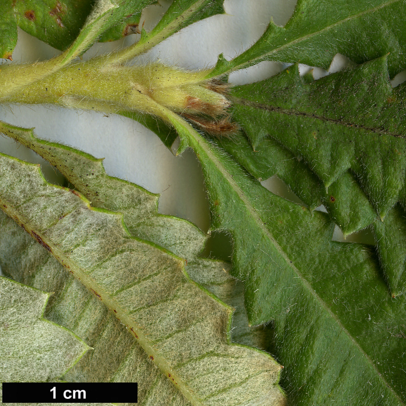 High resolution image: Family: Proteaceae - Genus: Dryandra - Taxon: praemorsa - SpeciesSub: var. praemorsa